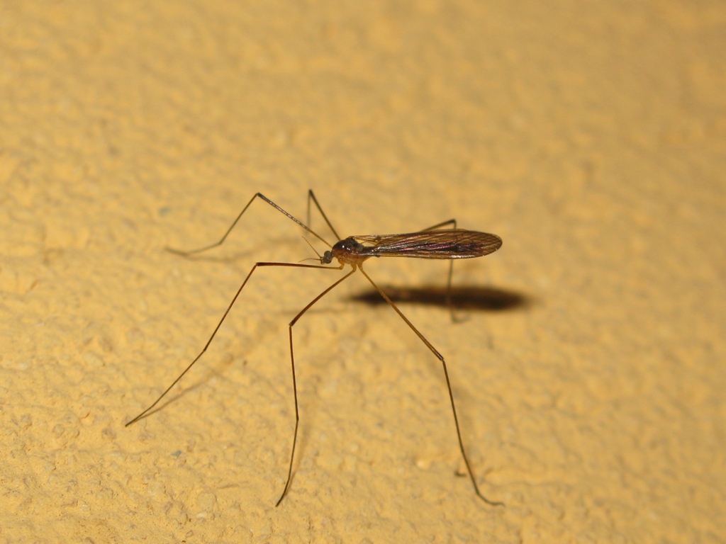 appartiene ai trichoceridae???